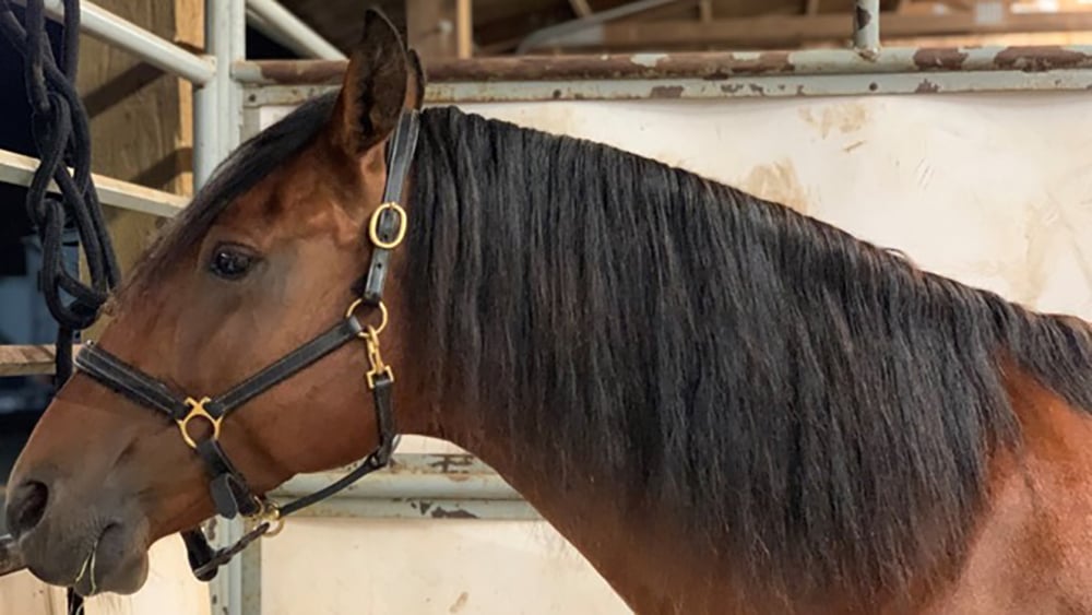 horse_before