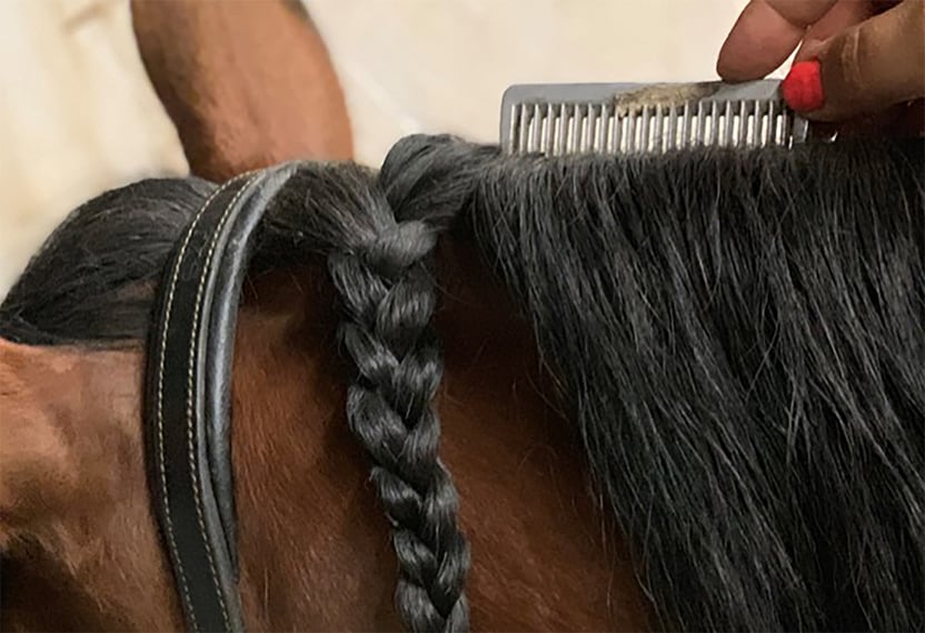 horse_mane