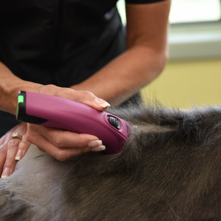 Danelle-German-Reverse-Shaving-Cat