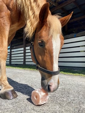 horsesaltlick