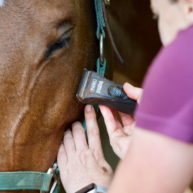 A woman is trimming a horse's face with a Wahl clipper.